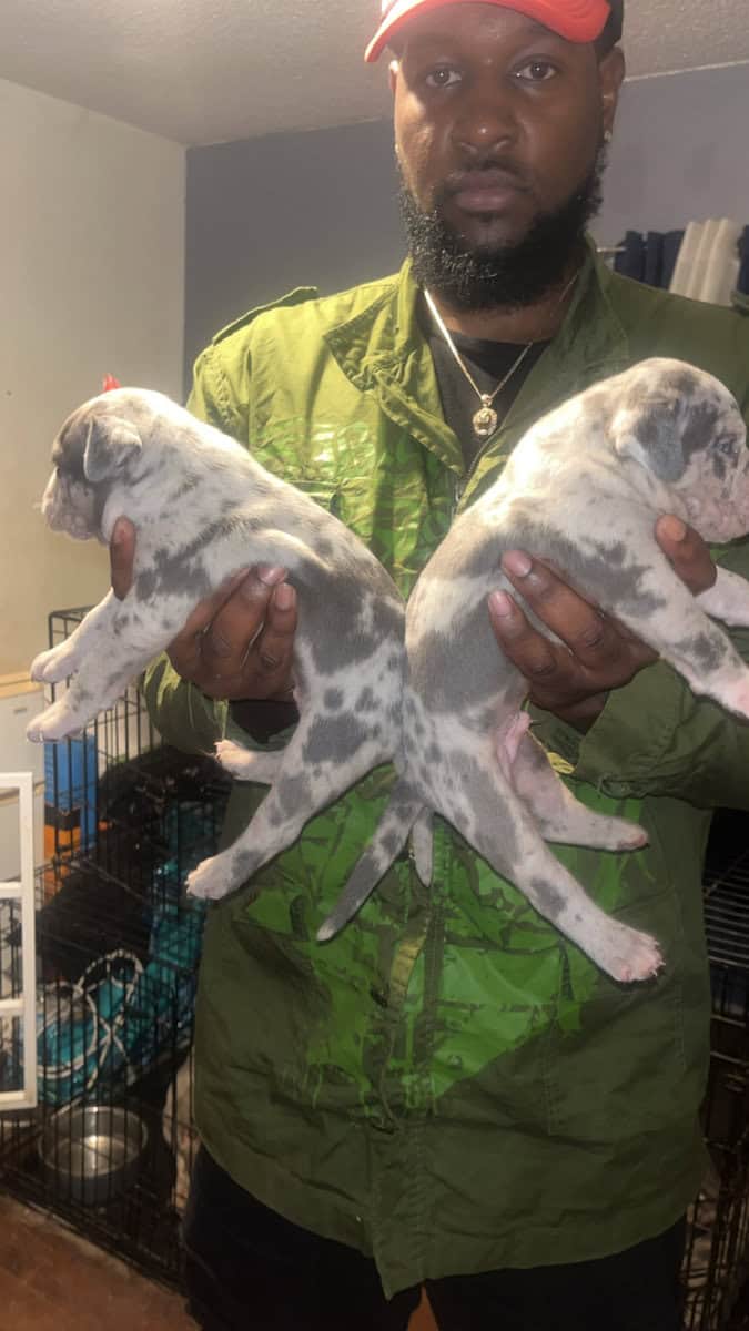 American Bully Pocket Puppies Ready On Christmas image 1