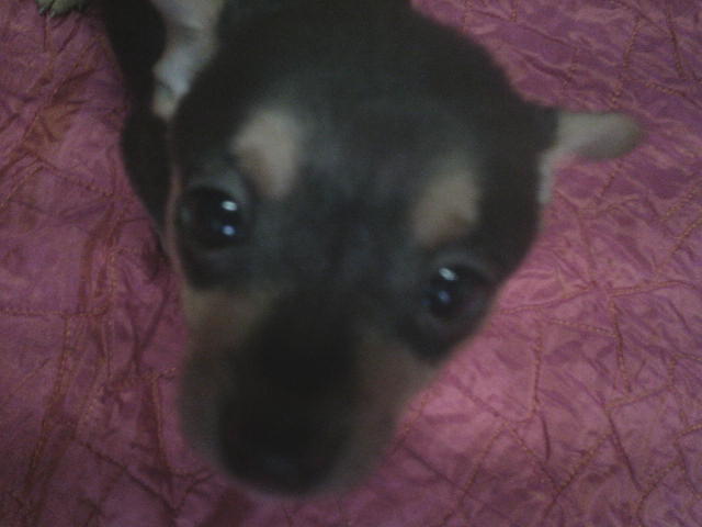 Small Chihuahua/Pomeranian Puppy image 3