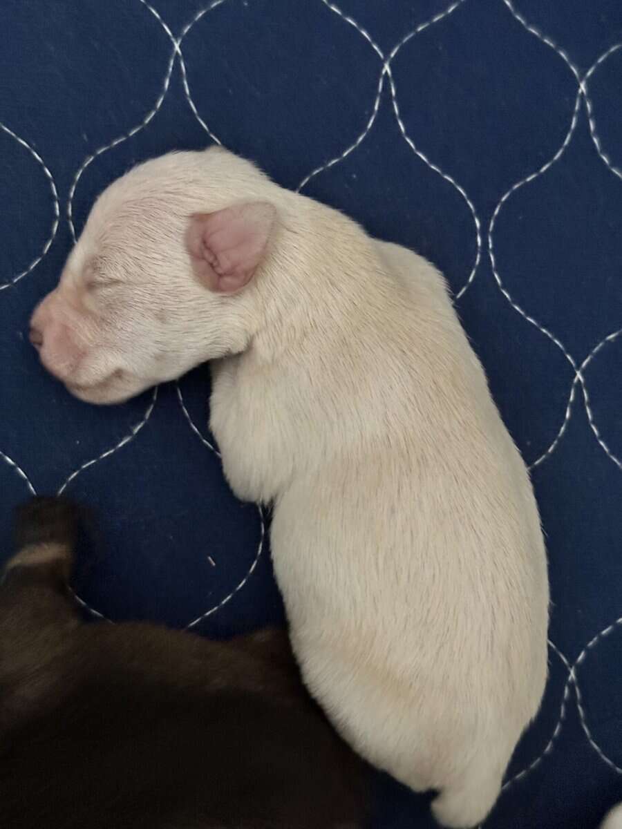 Miniature Schnauzer Puppies image 3