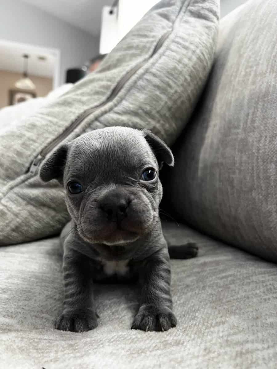 French Bulldog Puppies image 6