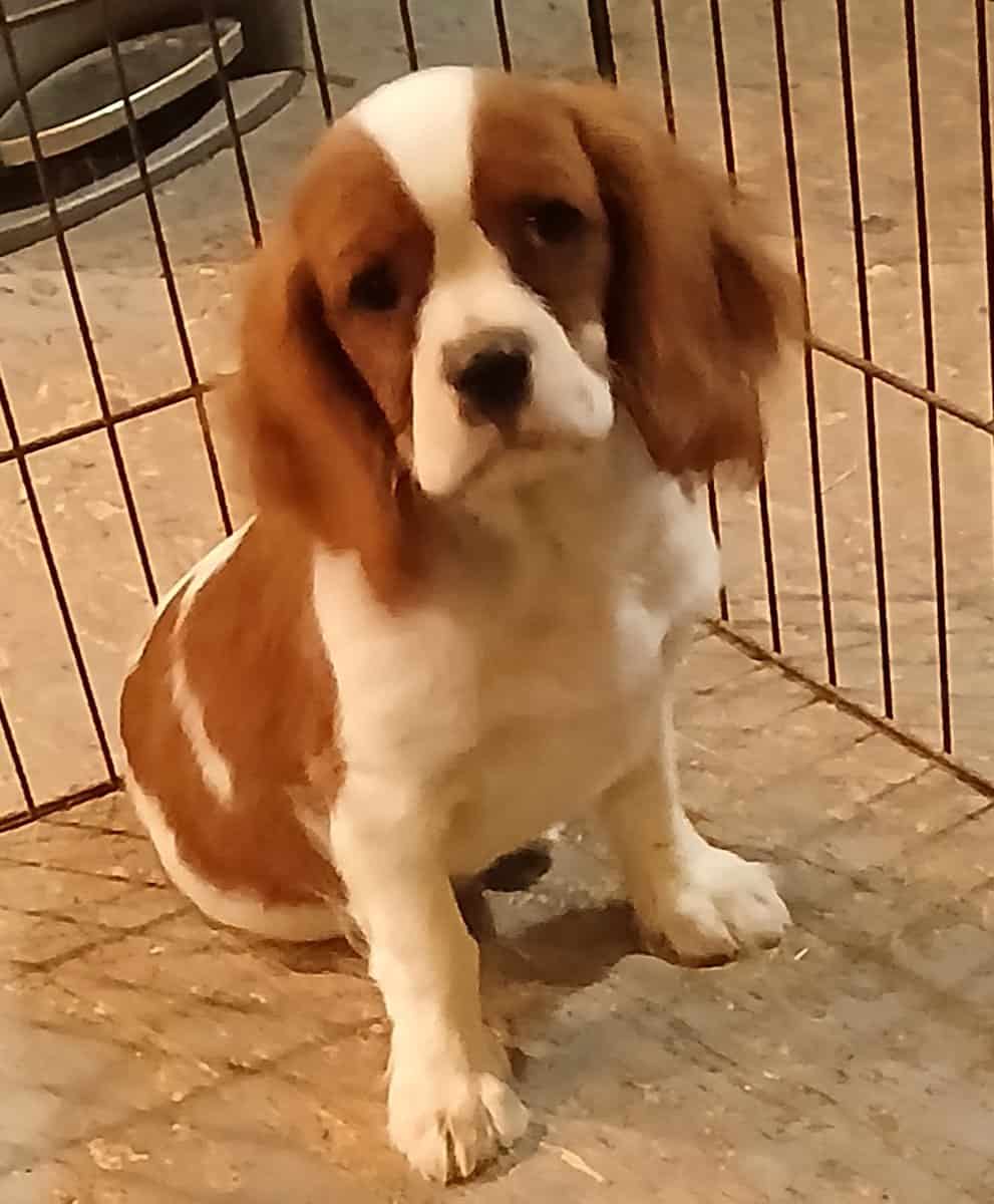 Cavalier king Charles spaniel puppies image 1