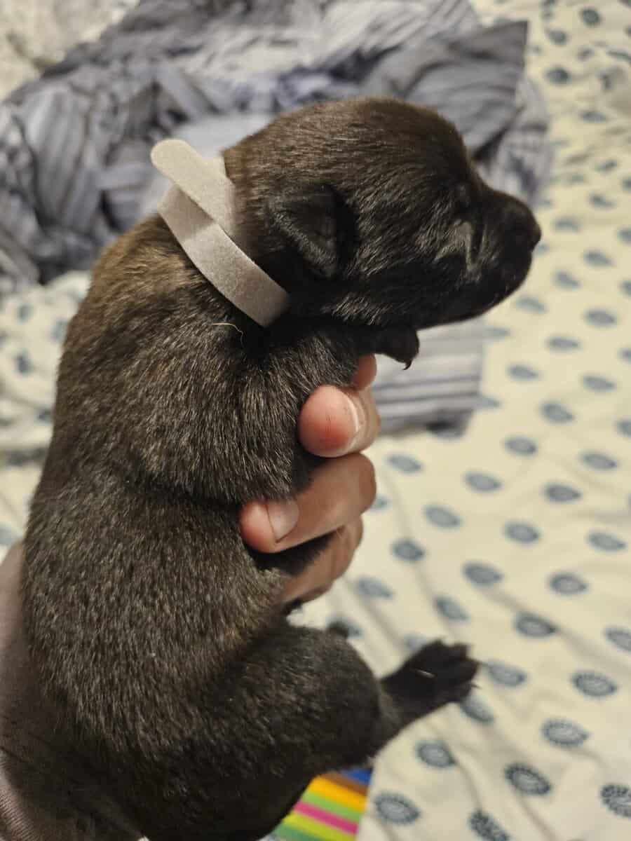 AKC BELGIAN MALINOIS PUPS image 6