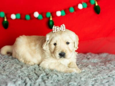 AKC Golden retriever female puppy Indiana (Sophia)