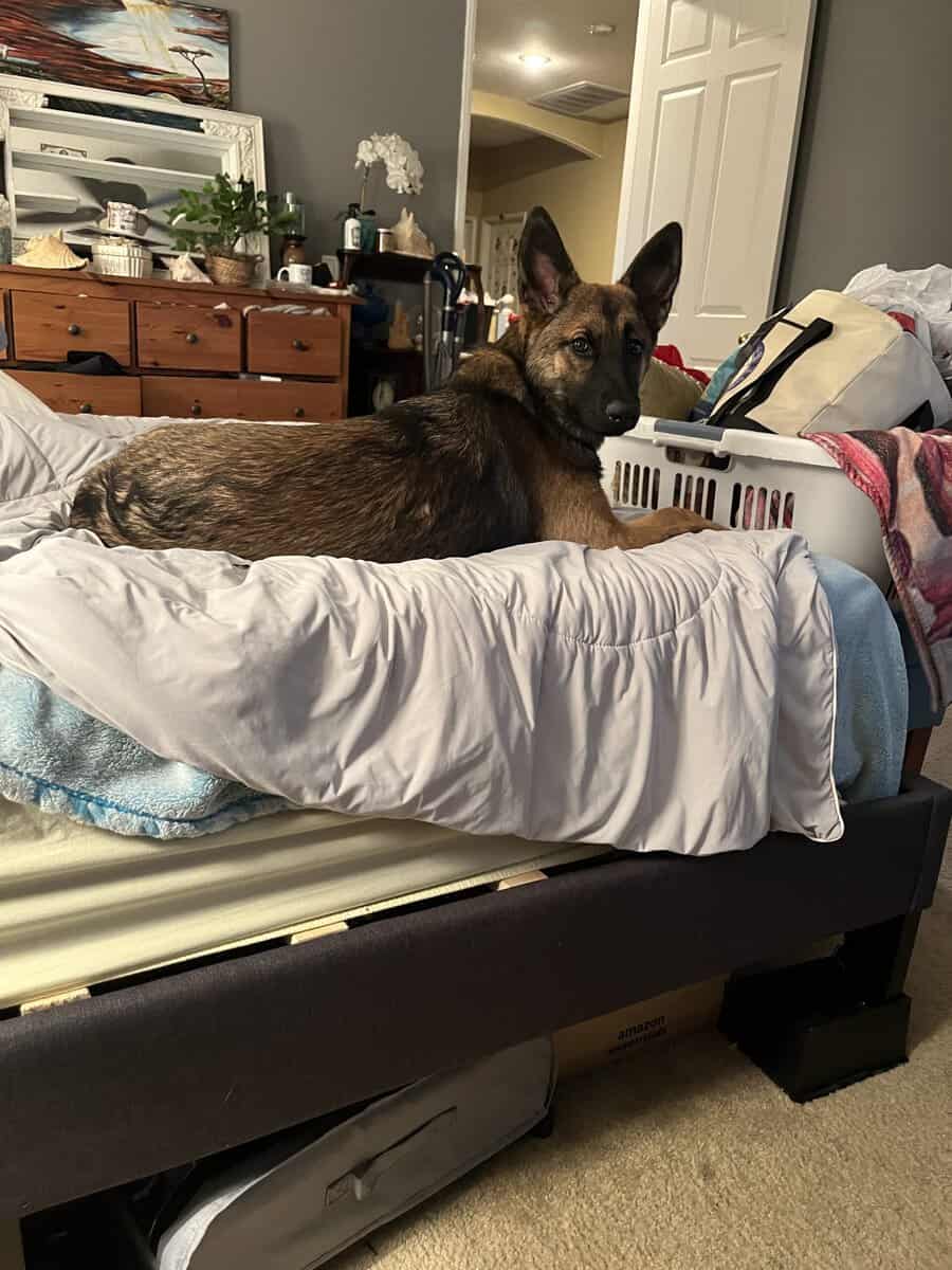 Small Homing Fee Malinois Mix image 2