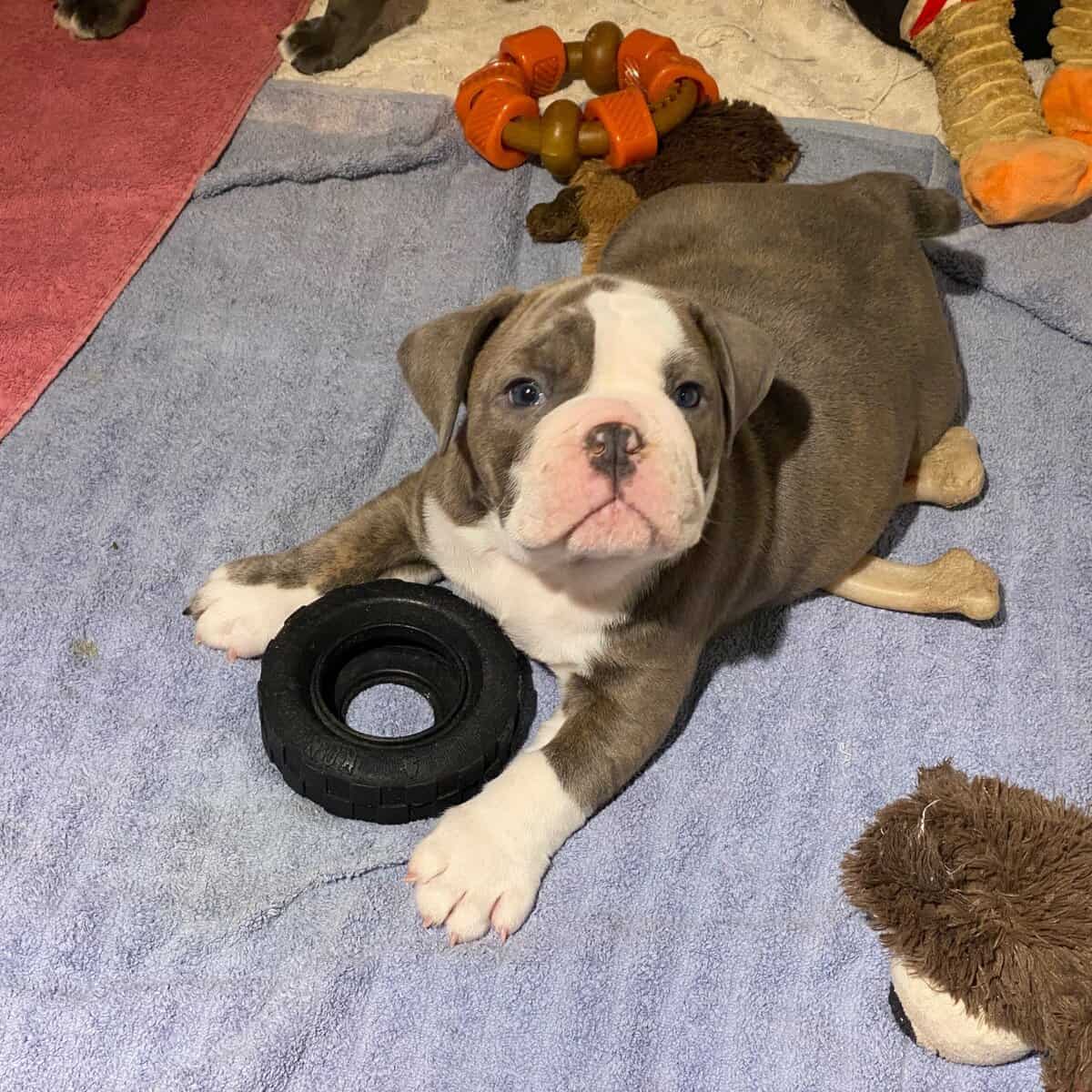 Old English Bulldog image 5