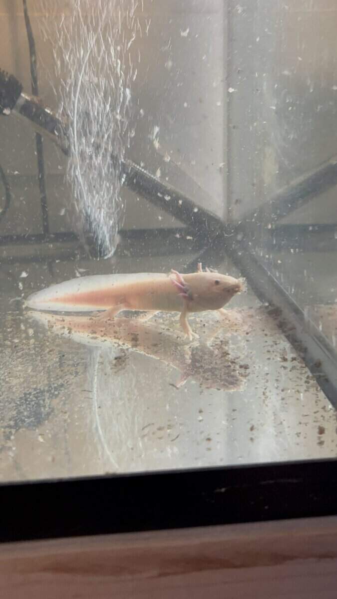 8 inch axolotl‘s image 2