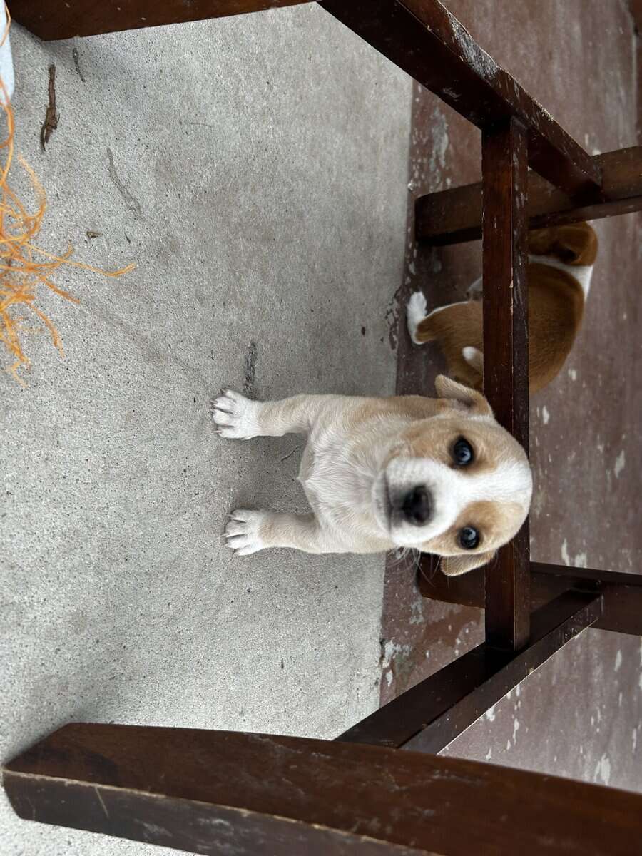 Chihuahua puppy image 9
