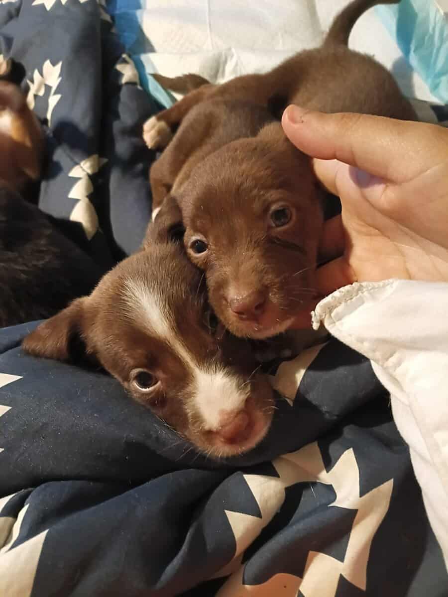 Christmas Puppies image 1