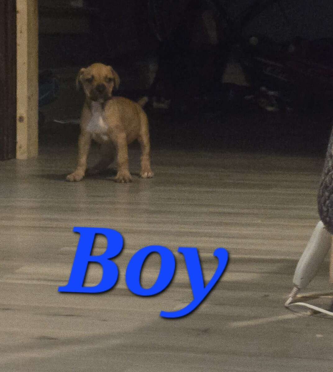🎄✨ Holiday Cane Corso Puppies image 4