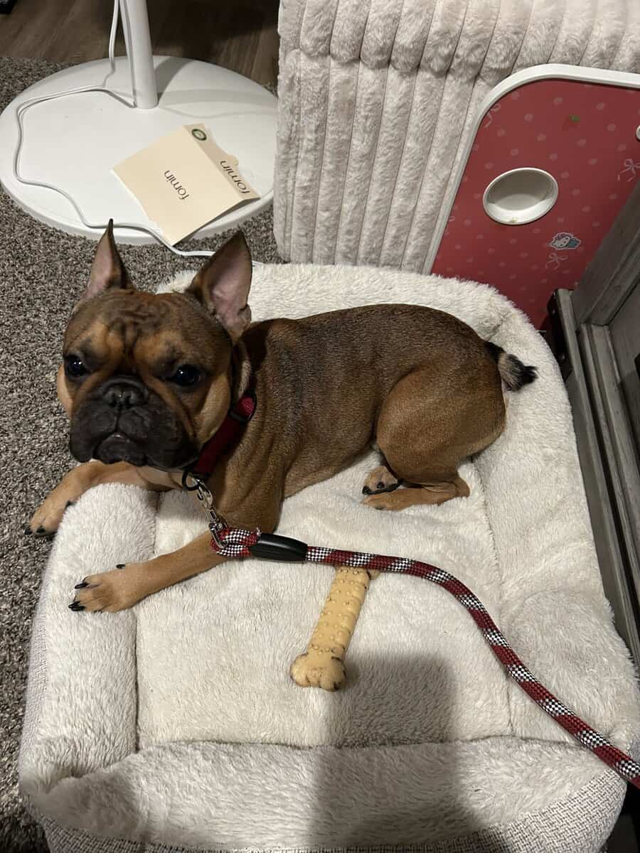 Male French bulldog image 2