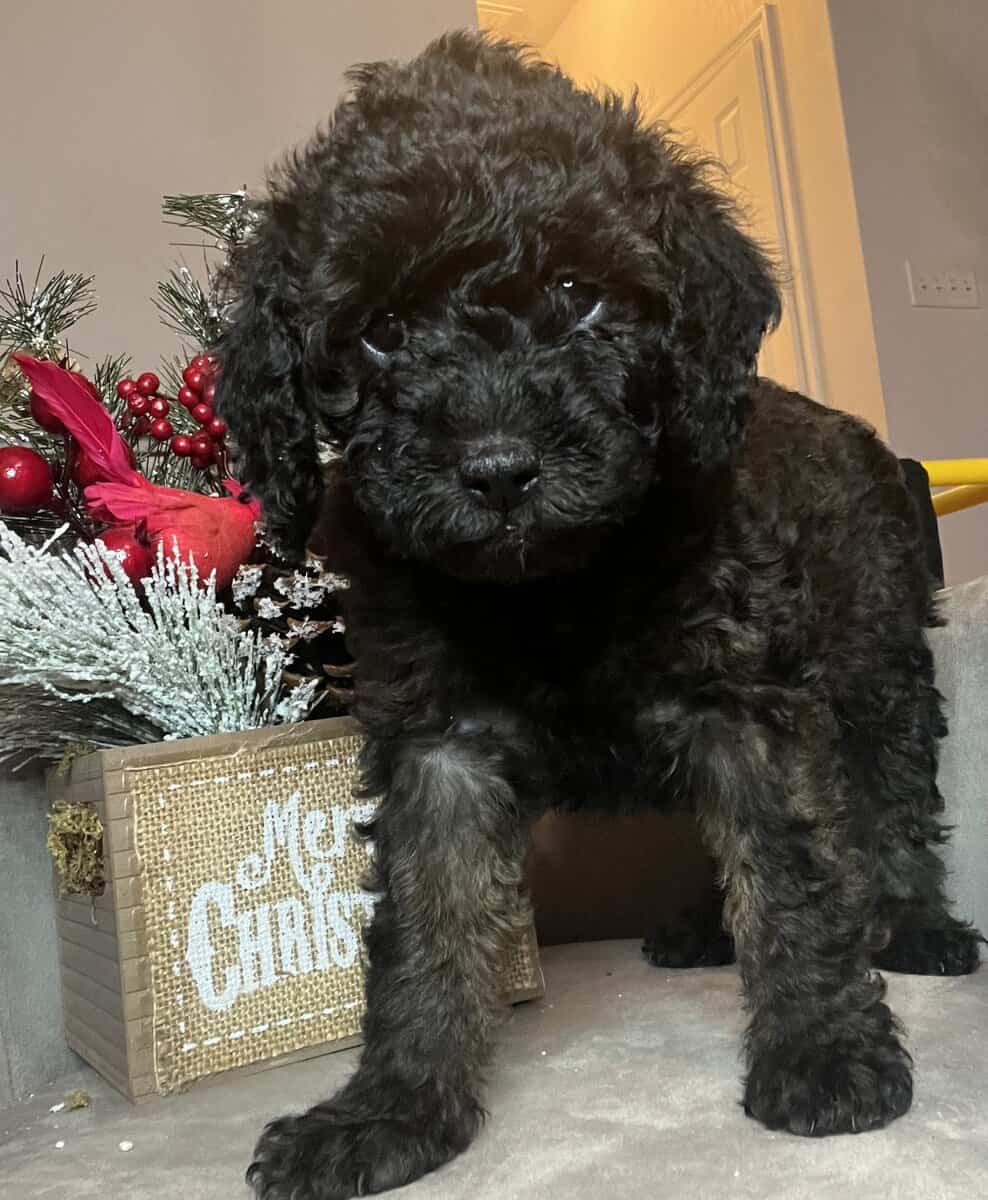 Micro Mini GoldenDoodles image 1