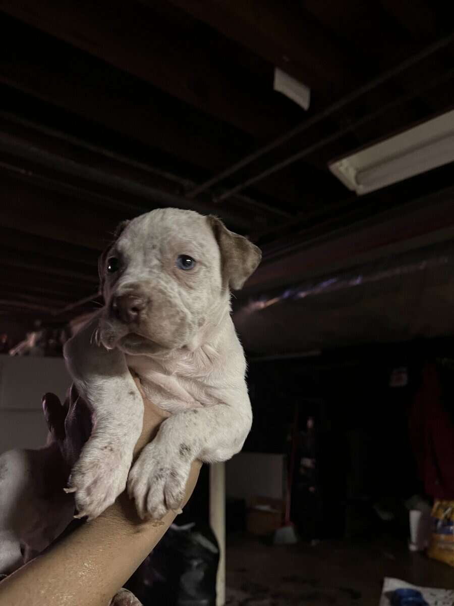 Male blue nose, pitbull puppy image 1
