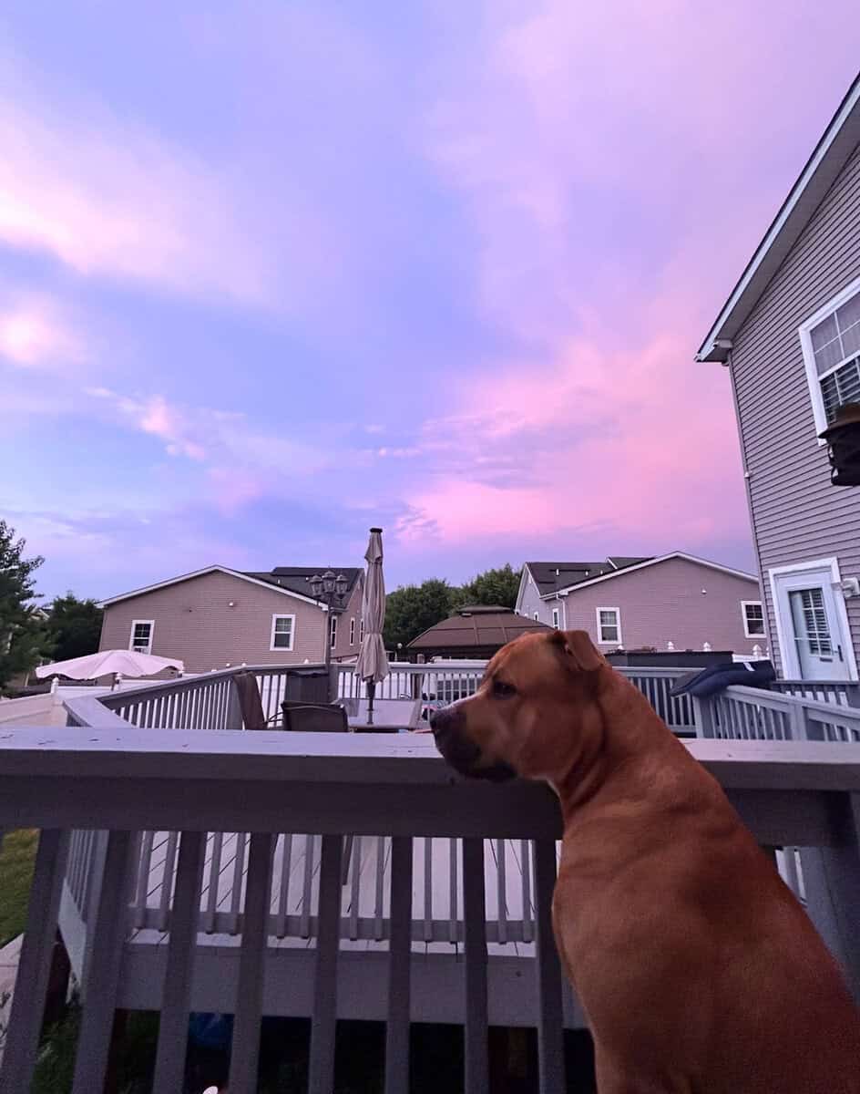 Rehoming Cash image 6