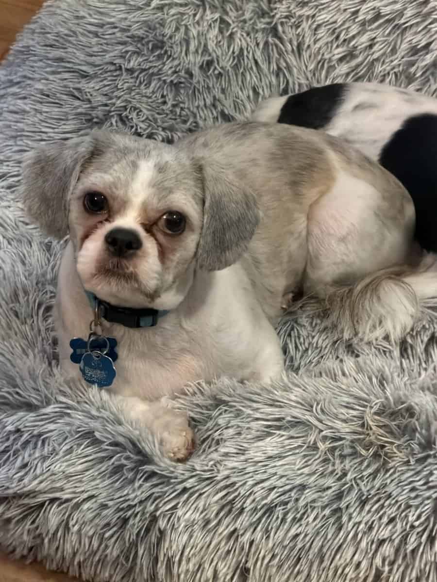 Male Shih Tzu (Pure Bred) image 1