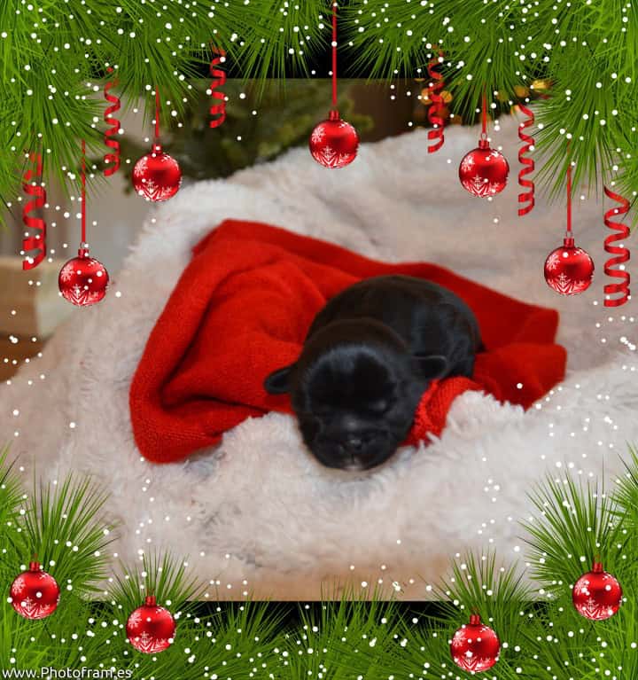Gorgeous AKC Shih Tzu Puppies image 2