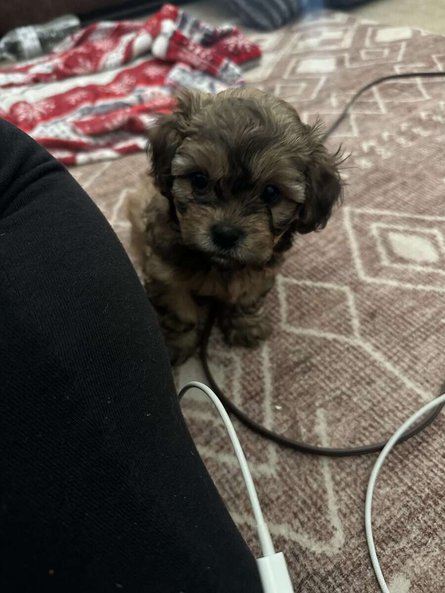 Toy poodle mix shih tzu image 1
