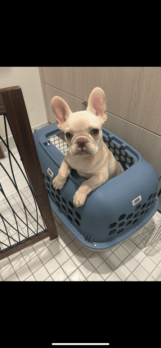 French BullDog Pure Bread 10 Months image 1