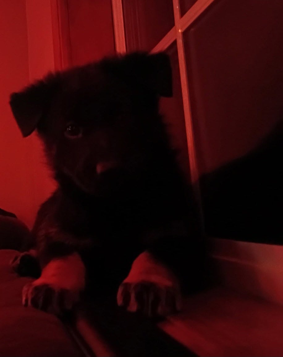 Wolf / German Shepherd Puppy - Midnight Storm image 1
