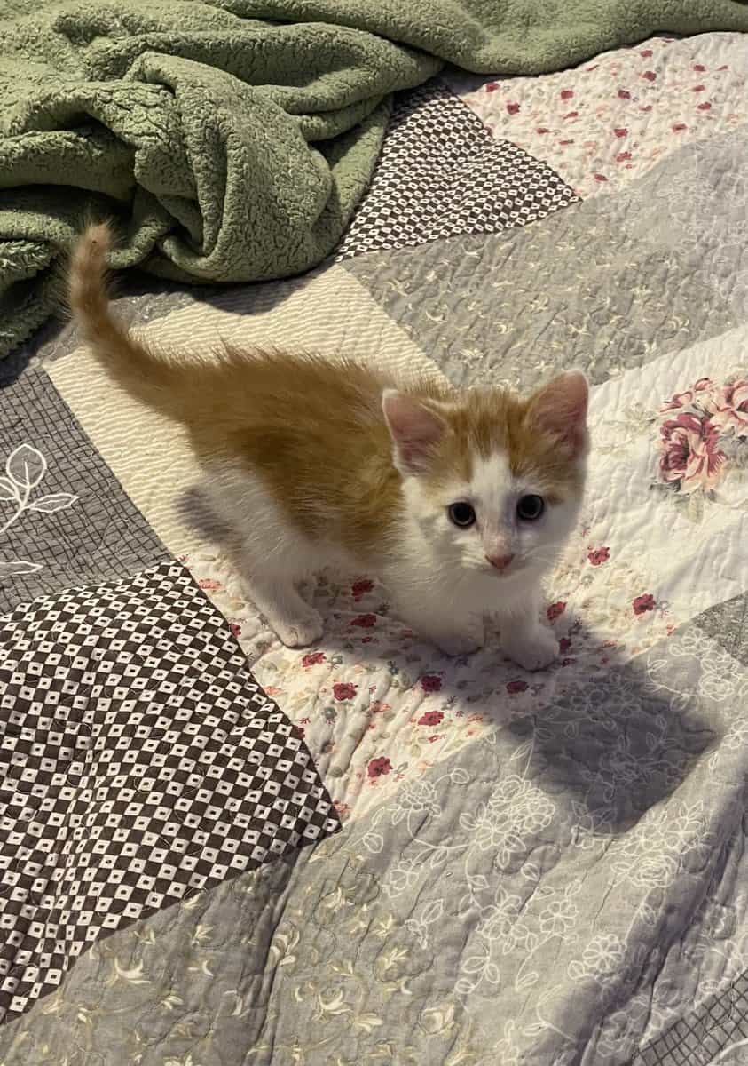 Free kittens to good home image 6