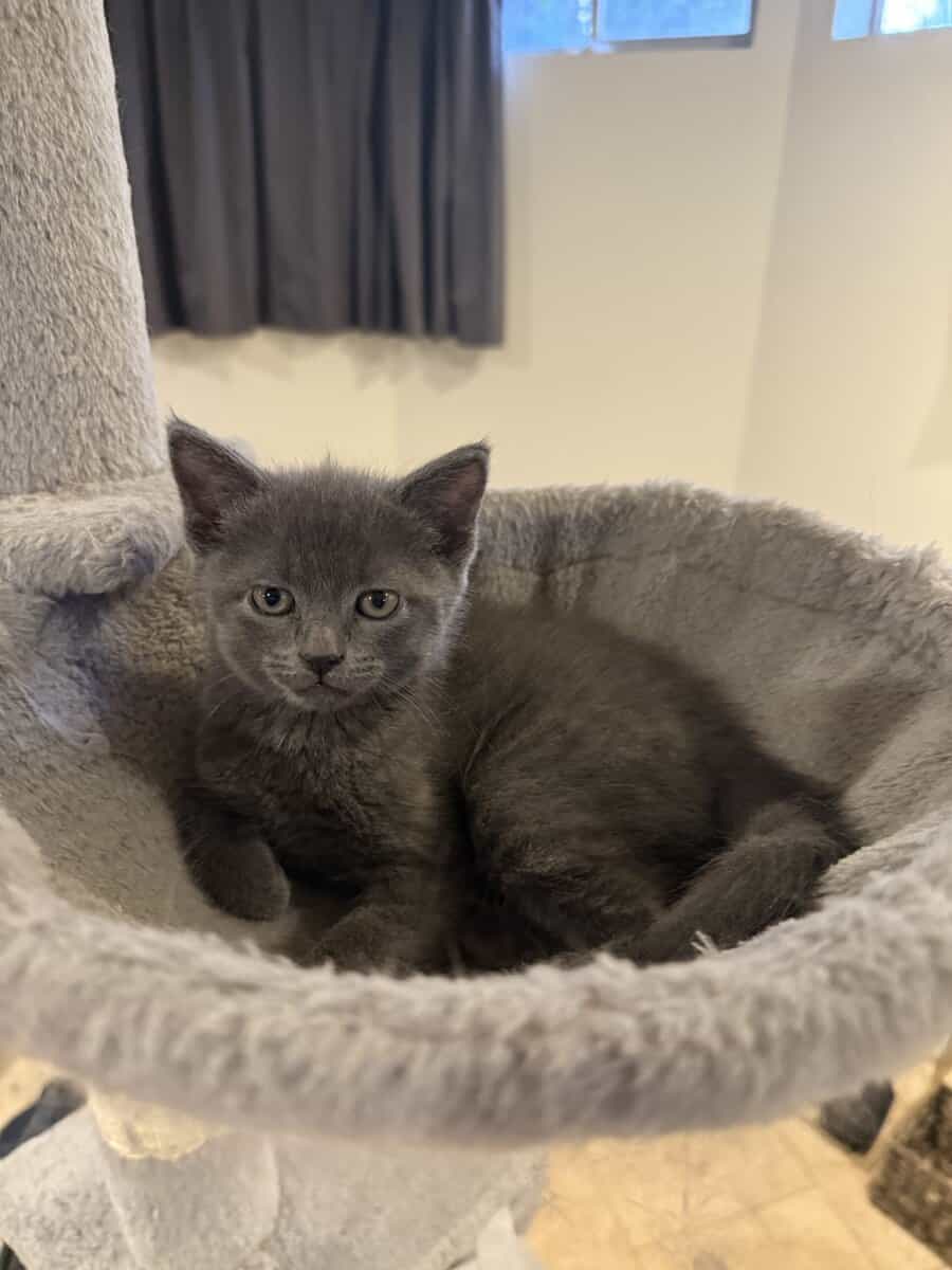 Russian Blue Kittens image 3