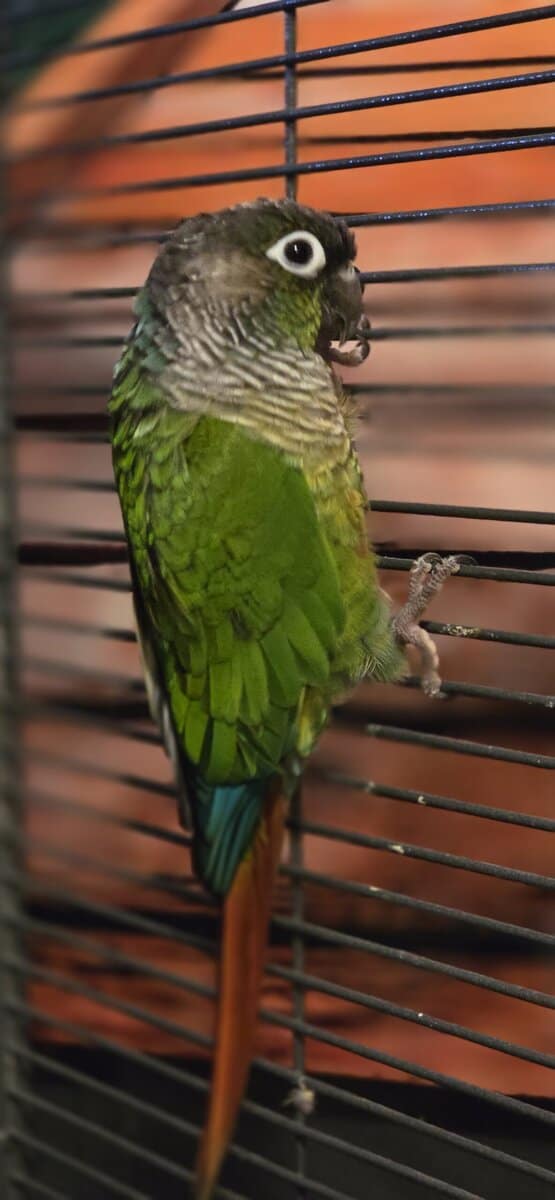 Unsexed Conure image 2
