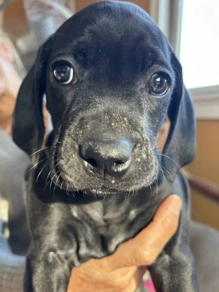 Boweimer pups image 3