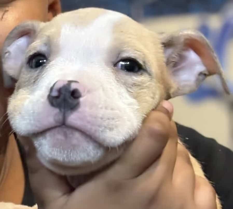 Pocket Bully looking for a home image 1