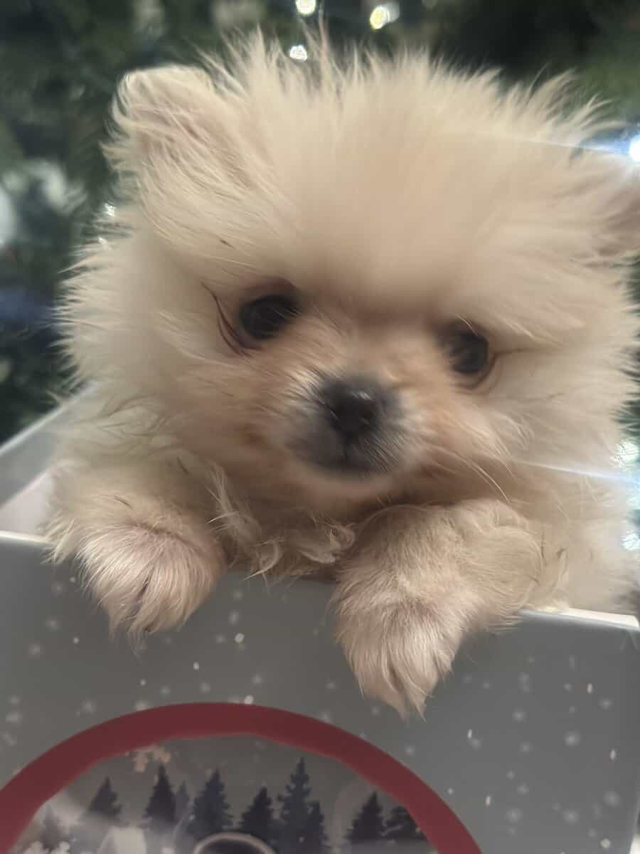Ashland Kentucky Pomeranian for sale image 1