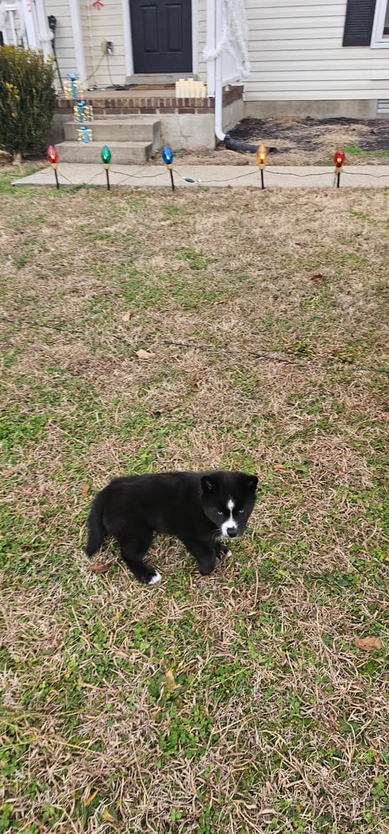 Aveline the Pomsky image 7