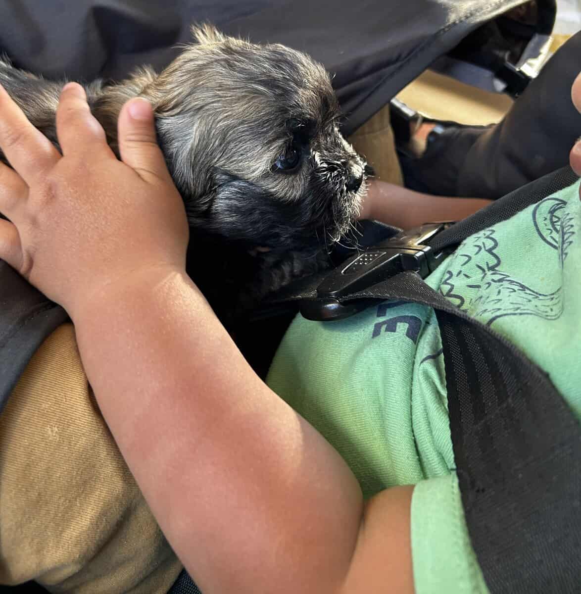 MalShi Puppies ready to go! image 9