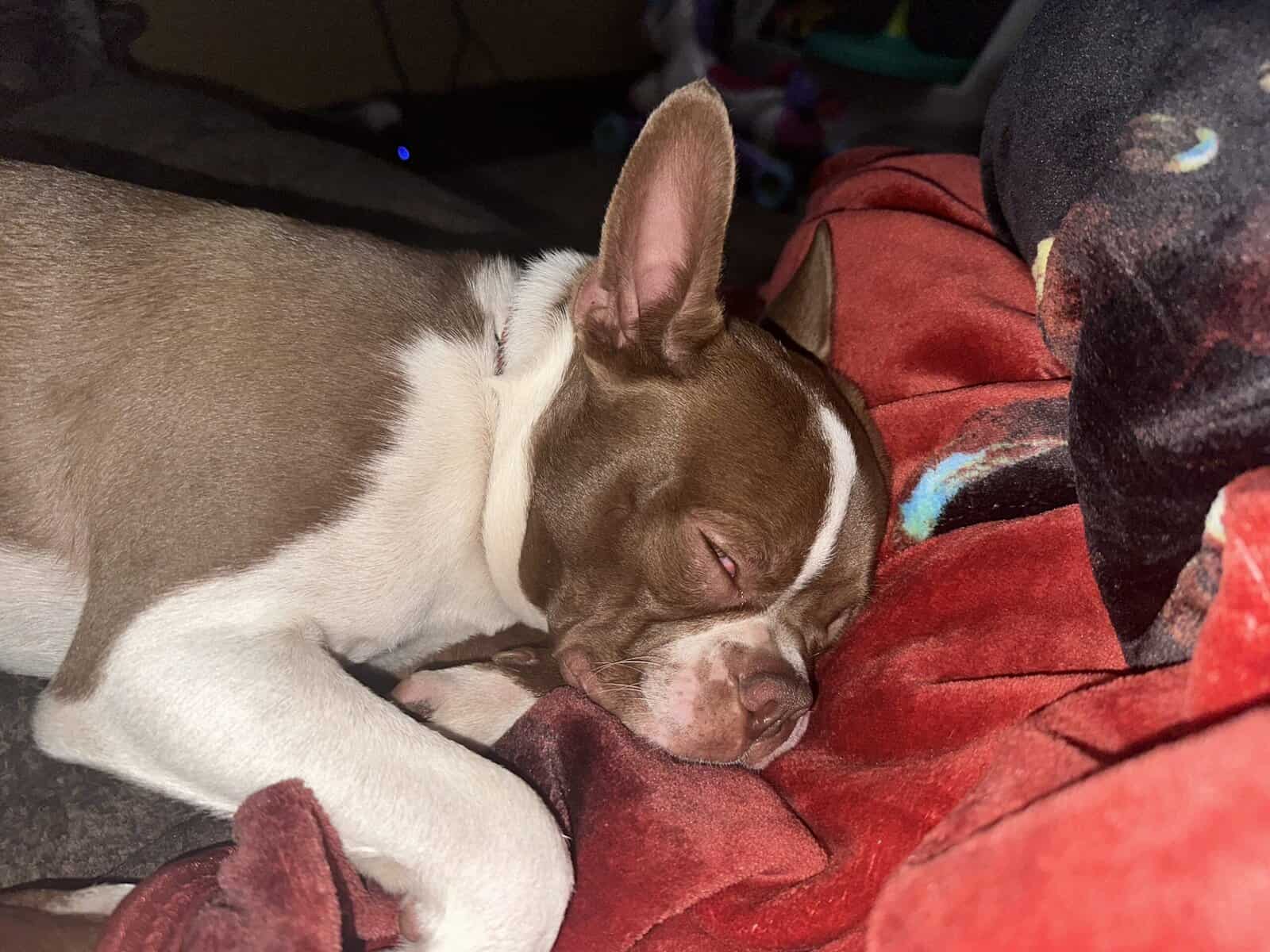 Boston terrier image 2