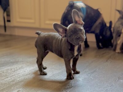 Adorable French Bulldogs
