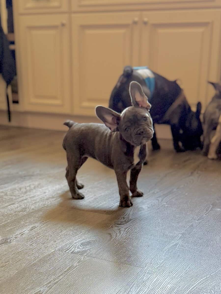 Adorable French Bulldogs image 1