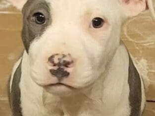 Pit pups for sale