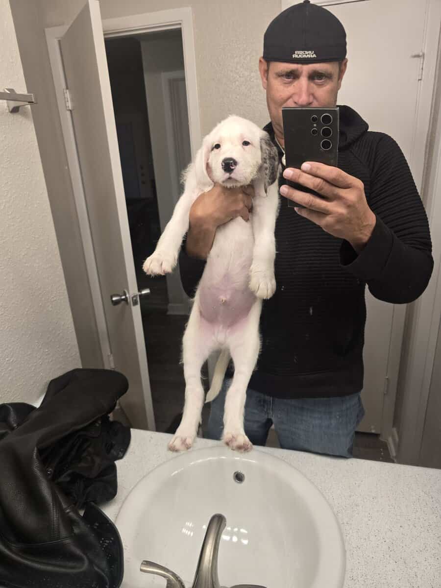 Christmas puppies 5 American bulldog st Bernice mi image 2