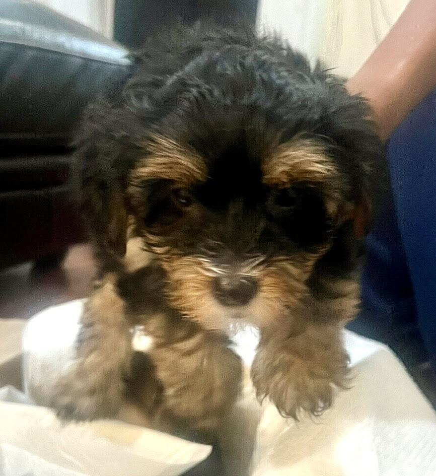 Holiday- Yorkshire Terrier Puppies Available image 4