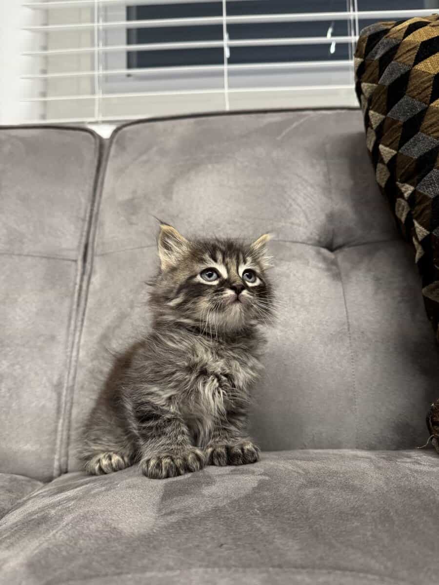 Maine Coon Kittens image 1