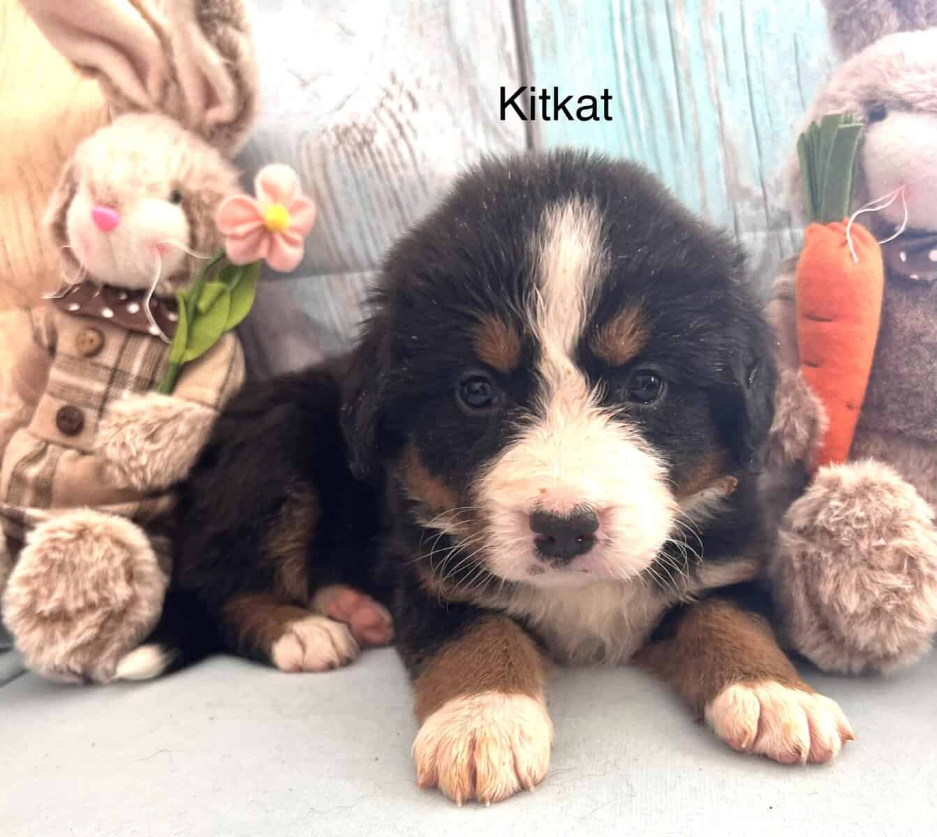 Gorgeous Bernese puppies image 4