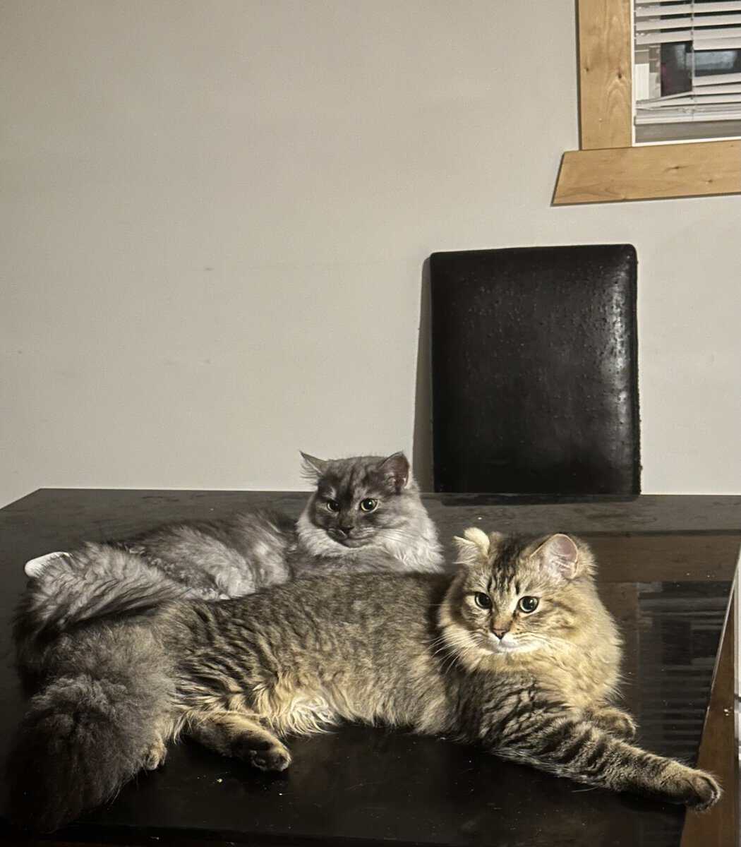 2 bonded sister cats image 2