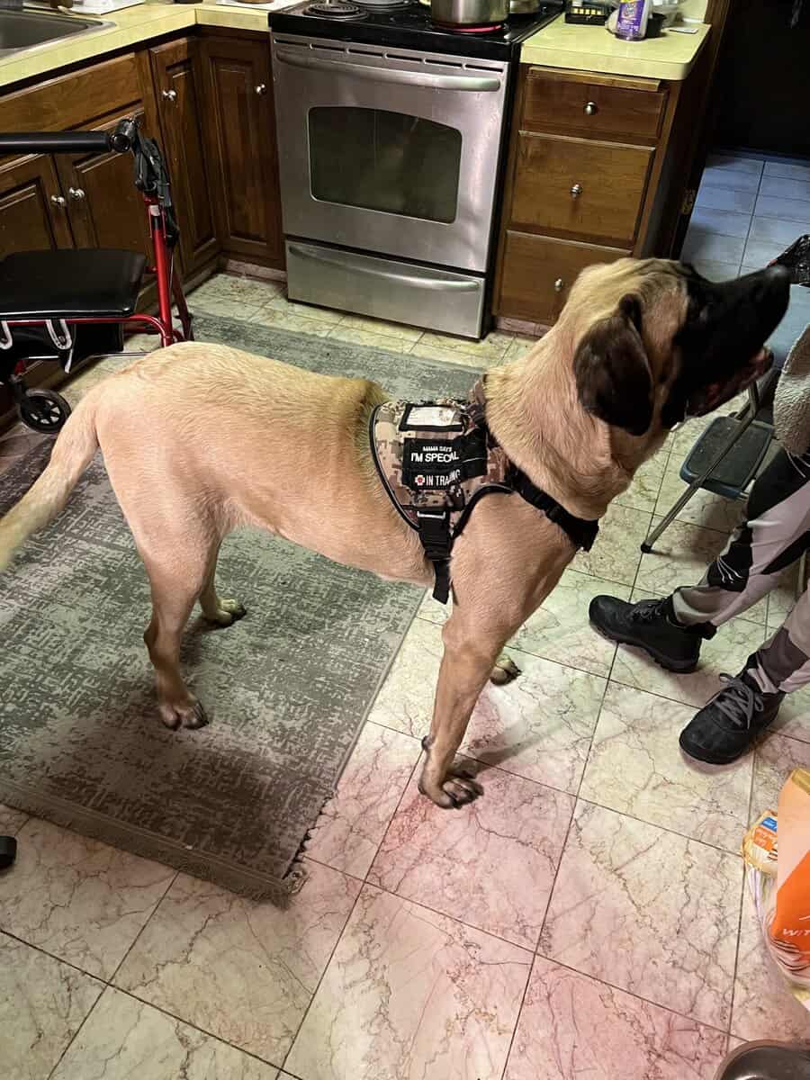 11 Month old English Mastiff image 4