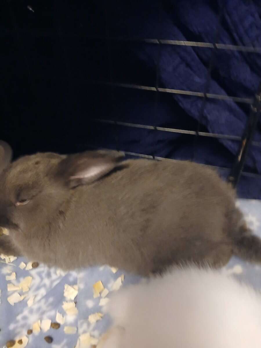 Albino Bunnies image 5