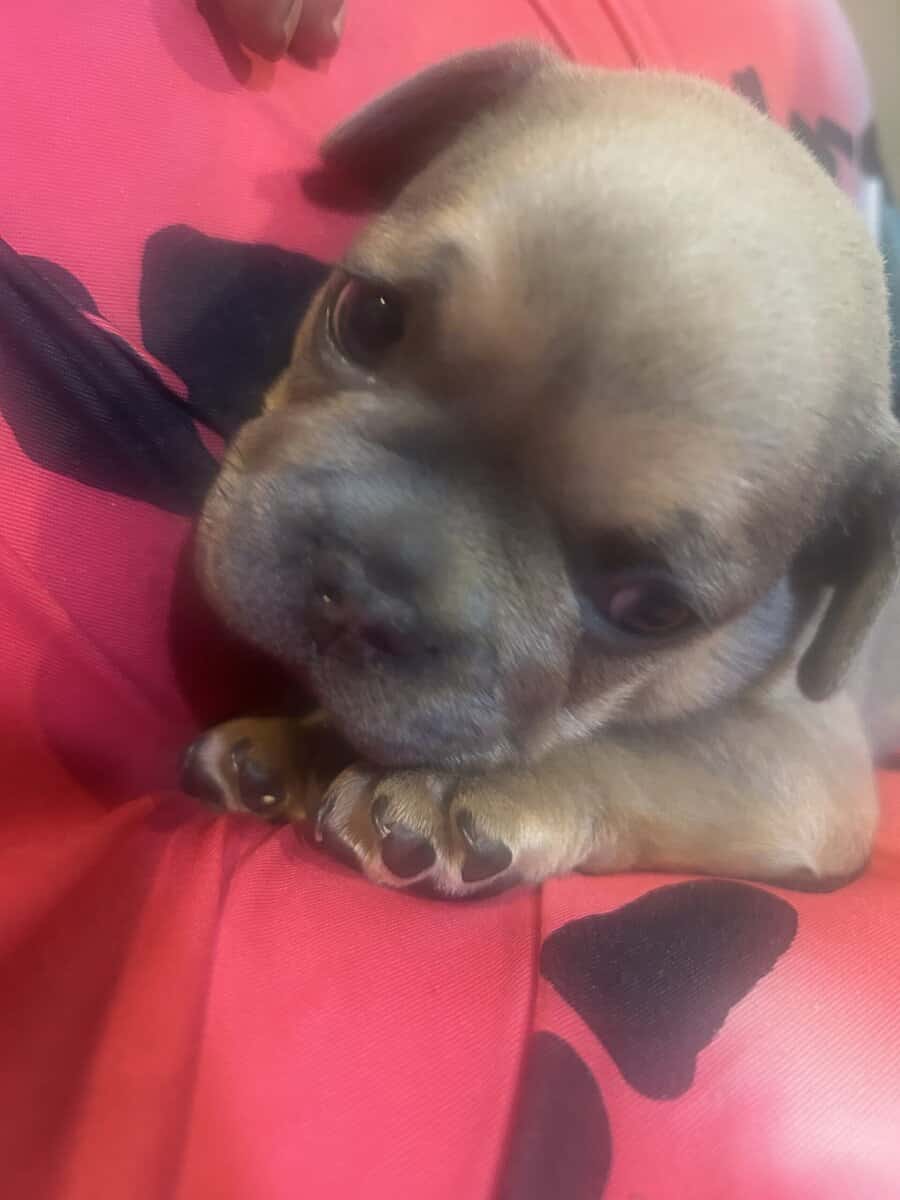 Give my 3 Frenchie’s forever homes! image 7