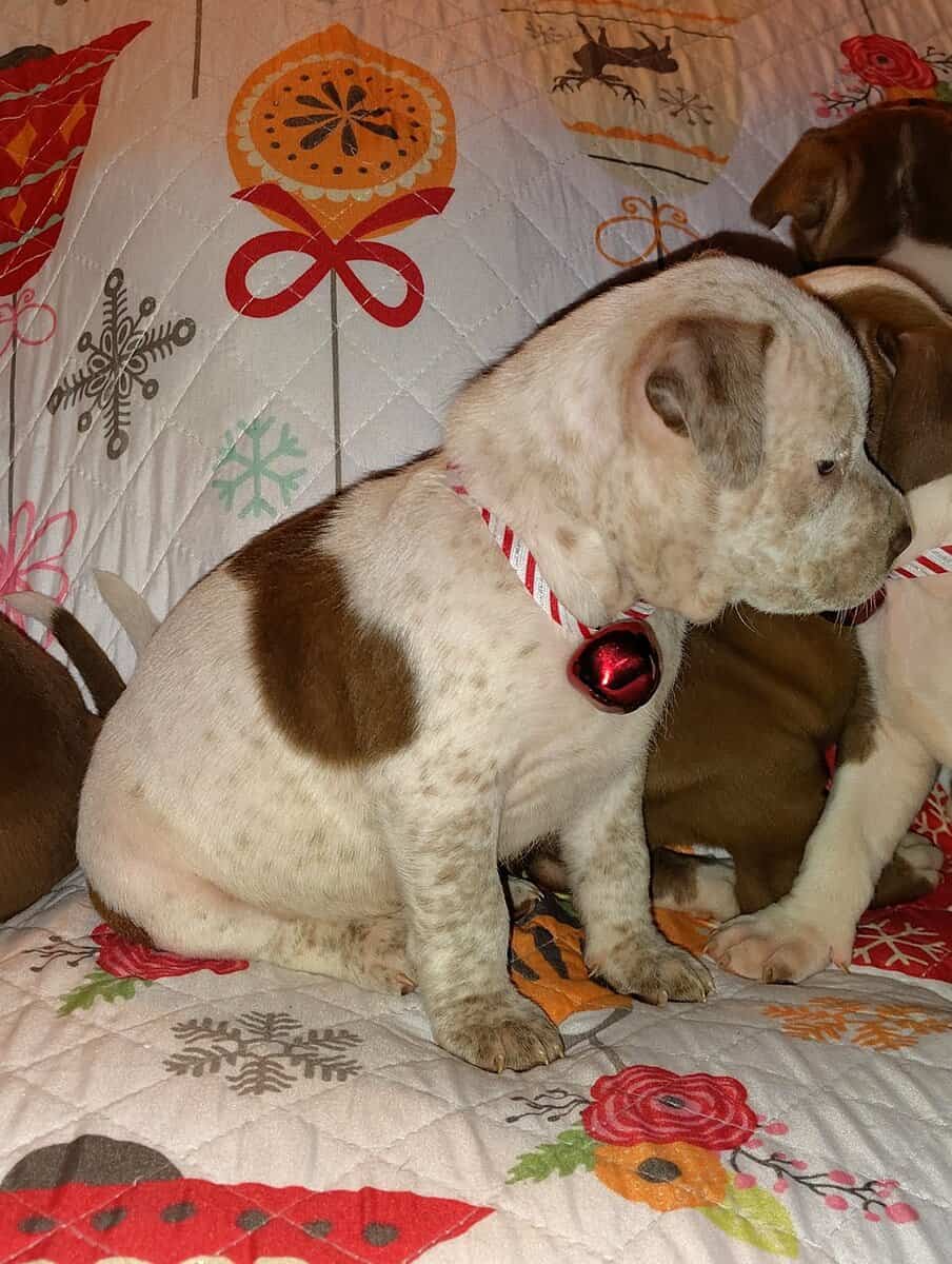 Christmas Pups image 18