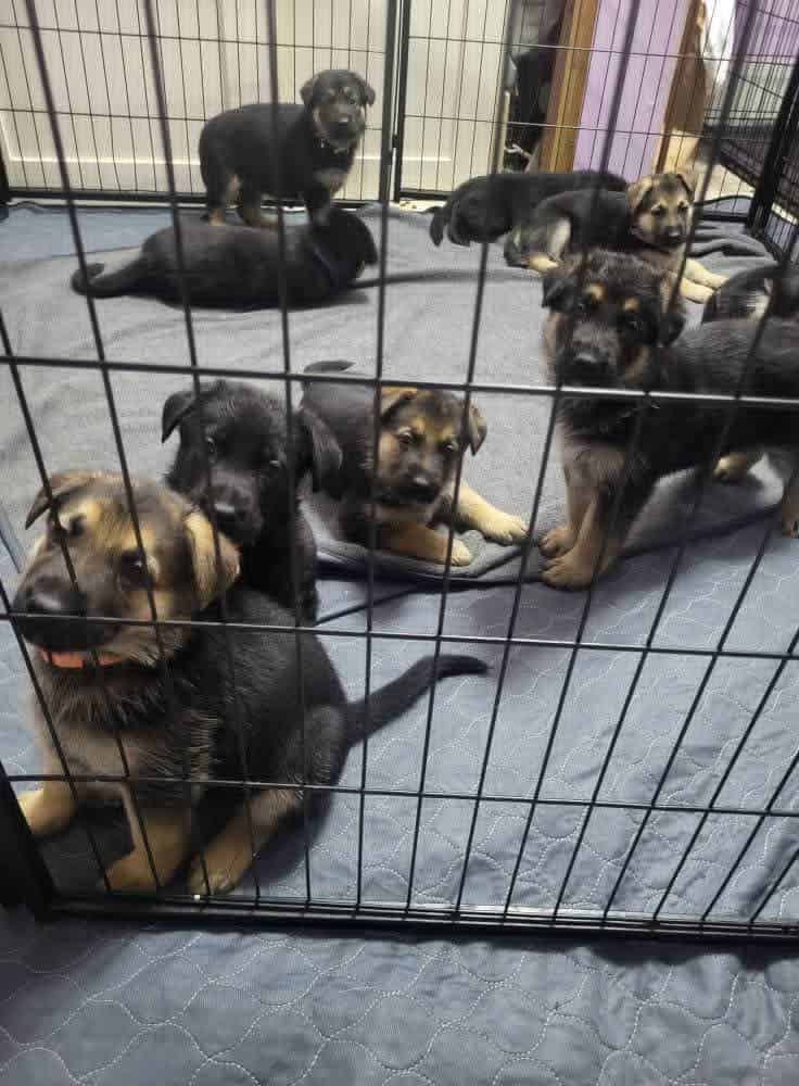 Akc German shepherds image 4