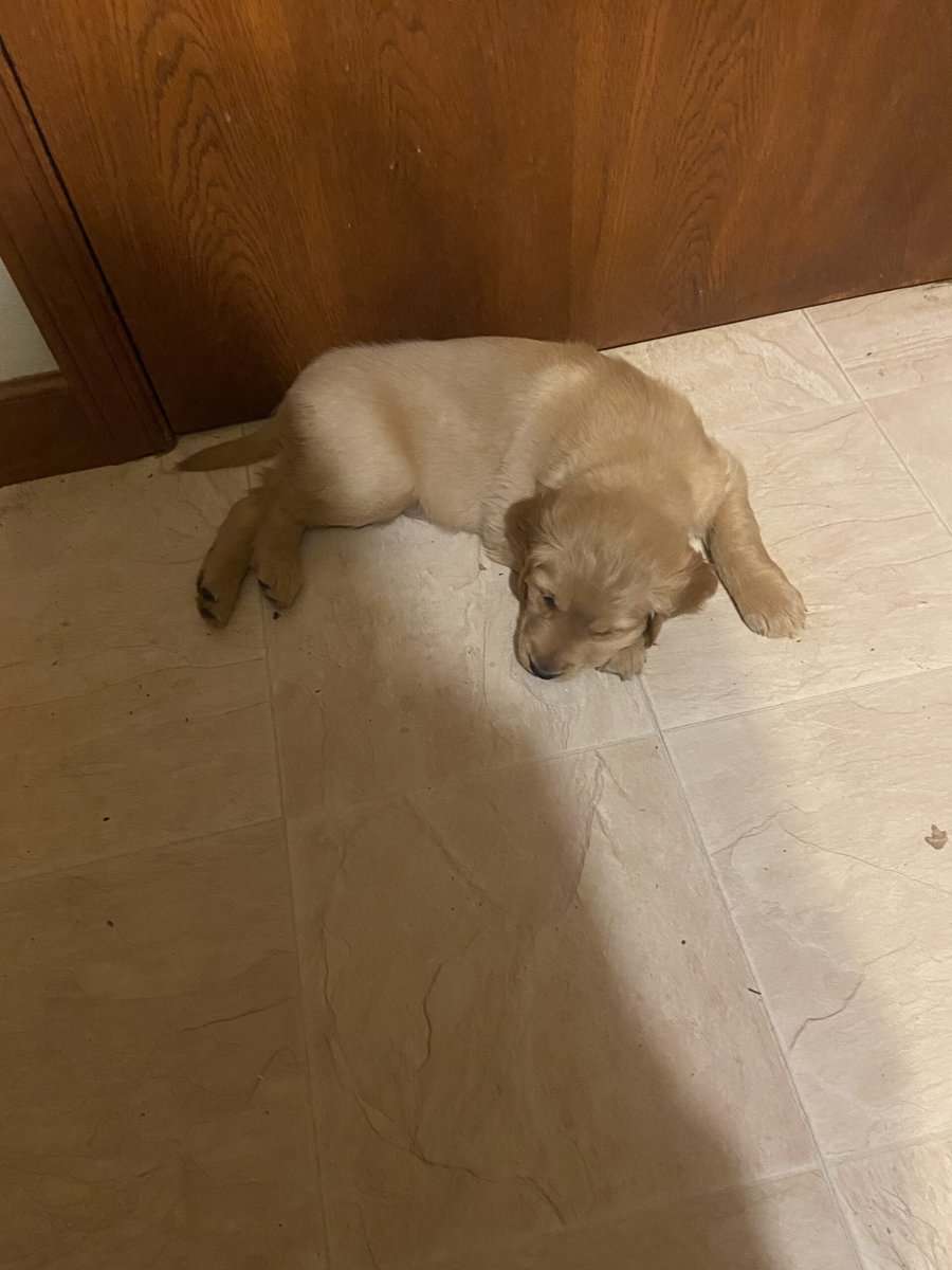 Golden Retriever Puppies image 4