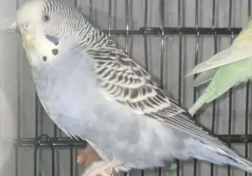 Greyish Mauve Female Budgie Nibbles