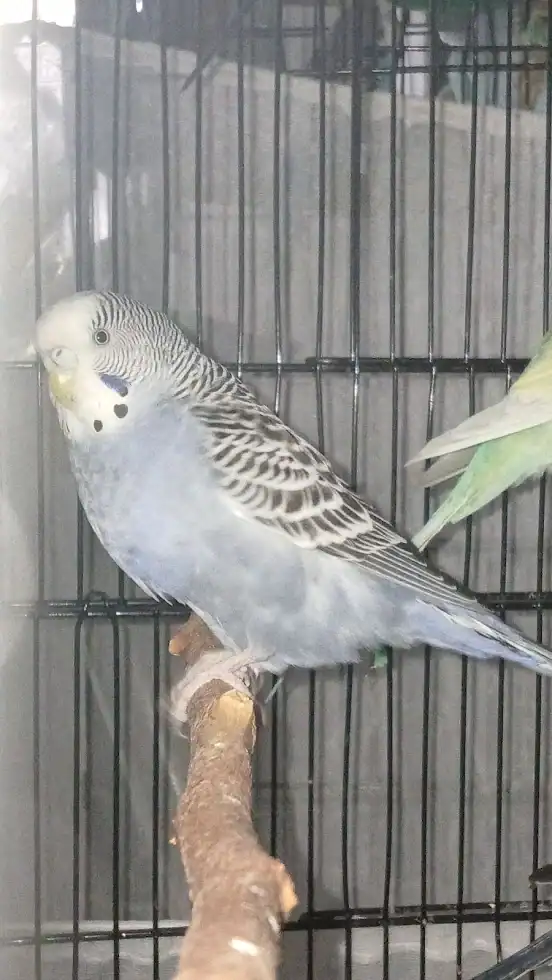 Nibbles - Greyish Mauve Budgie image 1