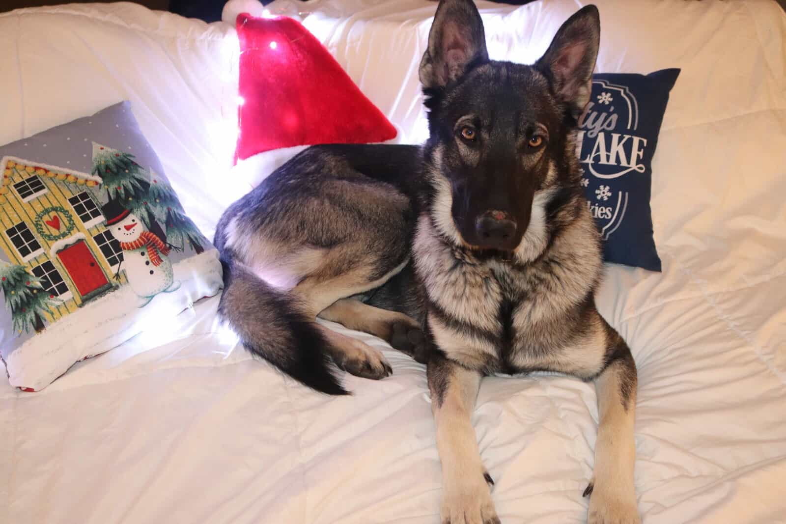 Wolf / German Shepherd GSD Puppy - Bandit image 8