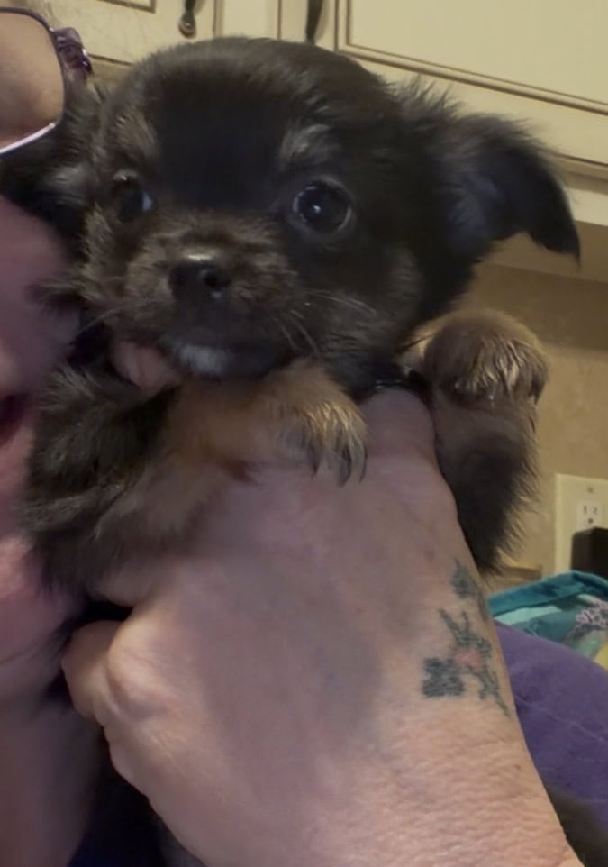 Chihuahuas image 2