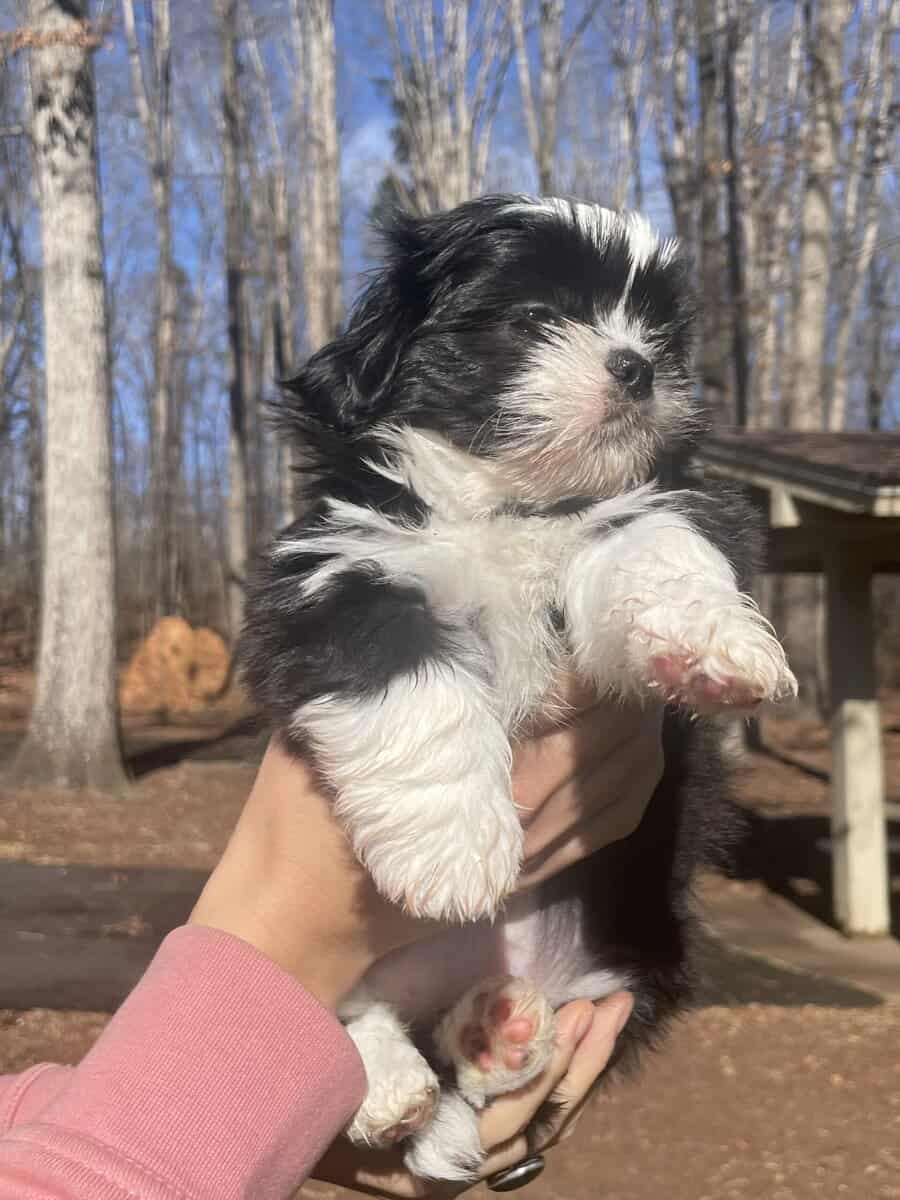 Shih Tzu Pups image 2